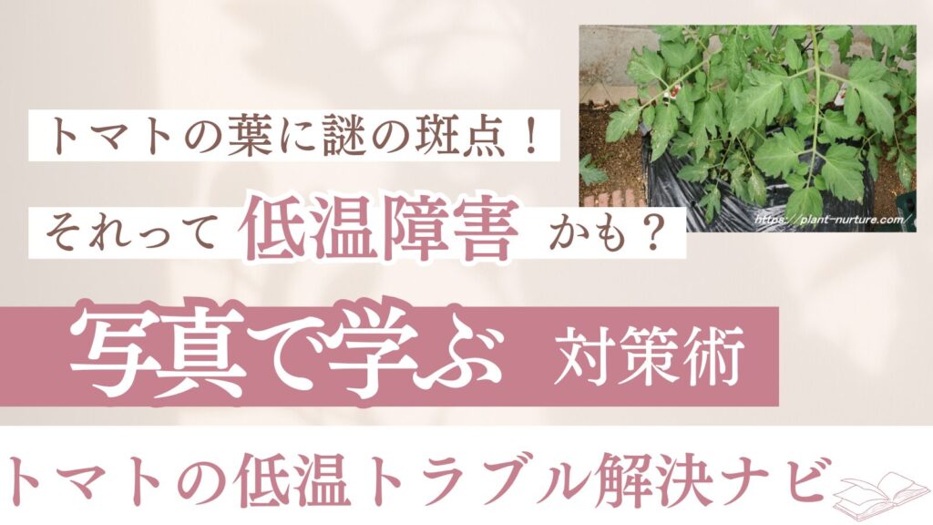 トマトの低温障害で斑点？写真でわかる症状と回復対策！葉や果実の変化は何度から起こる？